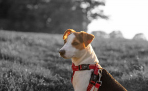 Jack Russell Terrier Wallpaper HD 77102