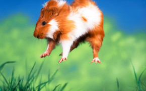 Guinea Pig Background HD Wallpapers 76433