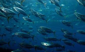 Tuna Fish Wallpaper 2804x1772 81774