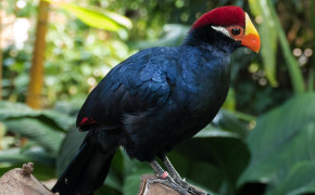 Turaco Background HD Wallpapers 80851