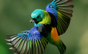 Tanager Background Wallpaper 80383