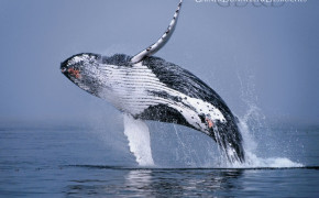 Humpback Whale Background Wallpaper 76851