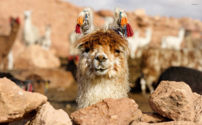 Lama Background Wallpapers 77564