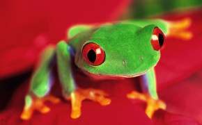 Tree Frog Desktop HD Wallpaper 80726