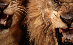 Angry Lion Wallpapers Full HD 76052