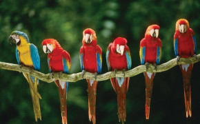 Macaw High Definition Wallpaper 74671