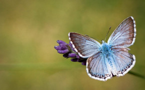 Ulysses Butterfly Background Wallpapers 80924