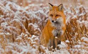 Red Fox Forest HD Images 08073
