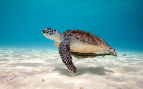Sea Turtle Background Wallpapers 79136