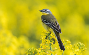 Wagtail Wallpapers Full HD 75893