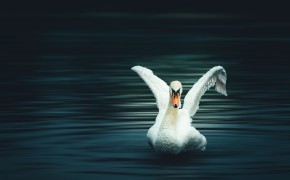 Mute Swan Widescreen Wallpaper 75350