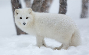 Arctic Fox HD Wallpaper 73918