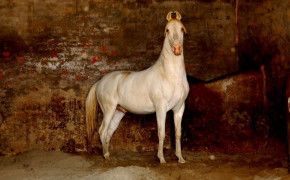 Marwari Horse HD Wallpapers 75037