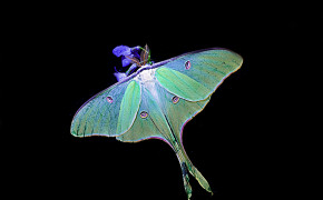 Luna Moth Desktop Widescreen Wallpaper 74611