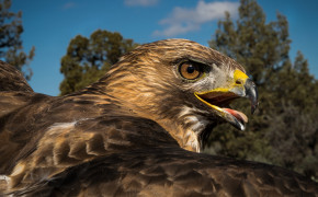 Red Tailed Hawk Wallpaper 3840x2160 82304