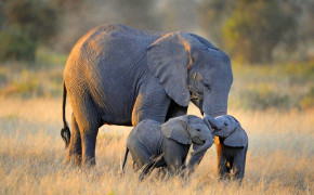 Baby Elephant Images 07584