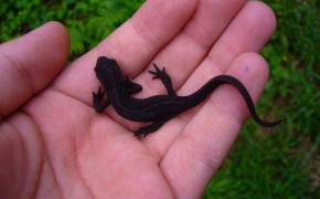 Red Bellied Newt HD Wallpapers 78146