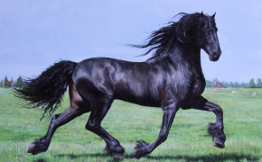 Andalusian Horse Best Wallpaper 76022
