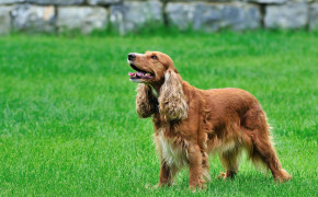 Spaniel Background Wallpapers 79733