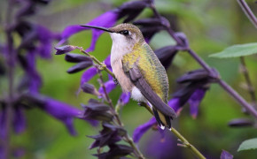 Purple Hummingbird HD Desktop Wallpaper 77924