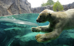 Polar Bear Swimming Desktop Wallpaper 08048