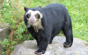 Spectacled Bear HD Wallpapers 79777