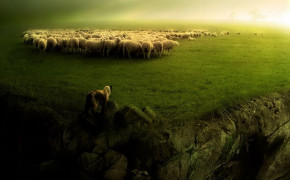 Sheep Background Wallpaper 79337