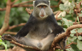 Baboon Background Wallpapers 74117