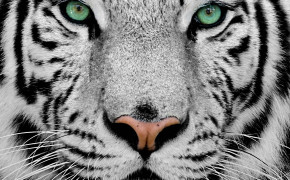 White Tiger Widescreen Wallpapers 08198