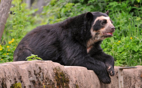 Spectacled Bear High Definition Wallpaper 79778