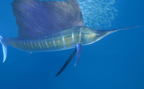 Tuna Fish Wallpaper 1800x1200 81759