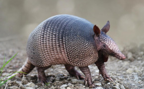 Armadillo Background HD Wallpapers 73982