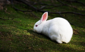 Cute White Rabbit Wallpaper HD 07798