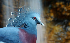 Victoria Crowned Pigeon Widescreen Wallpapers 80958