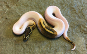 Python Snake HD Wallpaper 75656