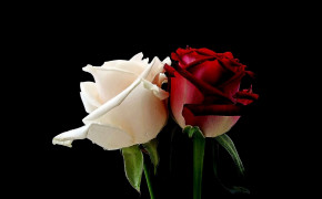 Red And White Rose Wallpaper 08059