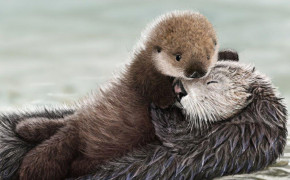 Sea Otter HD Desktop Wallpaper 79107