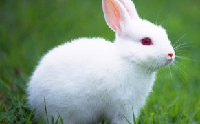 Cute White Rabbit 07801
