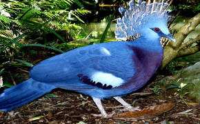 Victoria Crowned Pigeon Background HD Wallpapers 80941