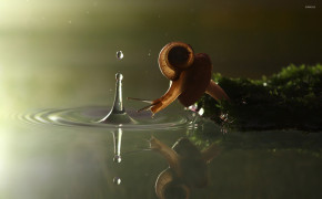 Snail Background Wallpapers 79632