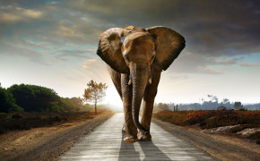Asian Elephant HD Wallpaper 74027
