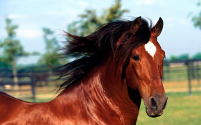 Andalusian Horse Best HD Wallpaper 76021