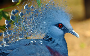 Victoria Crowned Pigeon HD Wallpapers 80952