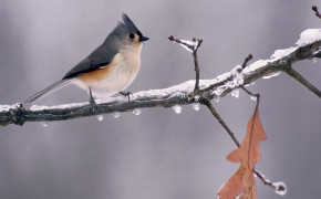 Titmouse Background Wallpapers 80651