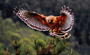 Red Tailed Hawk Widescreen Wallpaper 78434