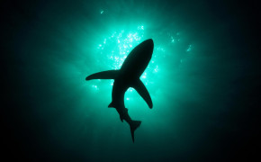 Shark HD Background Wallpaper 79309