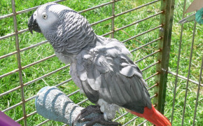 African Grey Parrot HD Wallpaper 73395