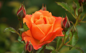 Beautiful Orange Rose Wallpaper HD 07649