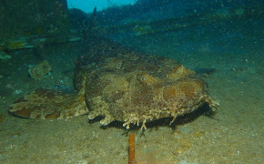 Spotted Wobbegong Shark Background HD Wallpapers 79860