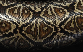 Viper Snake Wallpaper 3840x2160 81839